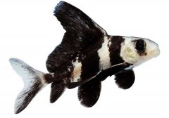 胭脂魚(yú)養殖與人工繁殖技術(shù)