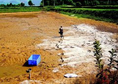 怎樣用生石灰、漂白粉、茶枯和巴豆給魚(yú)塘消毒