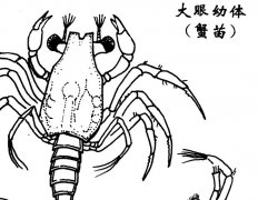 蟹苗什么時(shí)候投放最佳 蟹苗放養前注意哪些