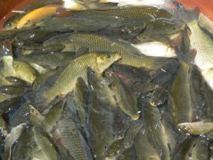 淡水魚(yú)的養殖方式、養殖條件及放養前的準備