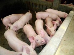 冬春季節哺乳仔豬的飼養管理方法