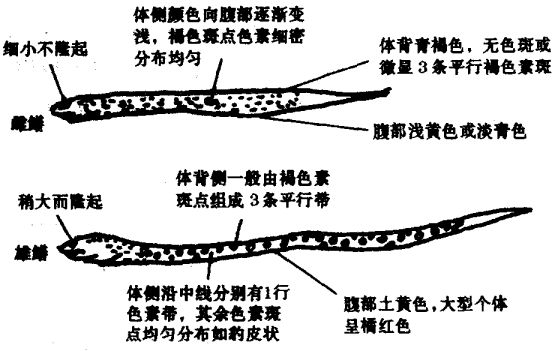 黃鱔公母怎么區分