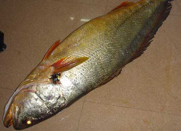 養魚(yú)技術(shù)