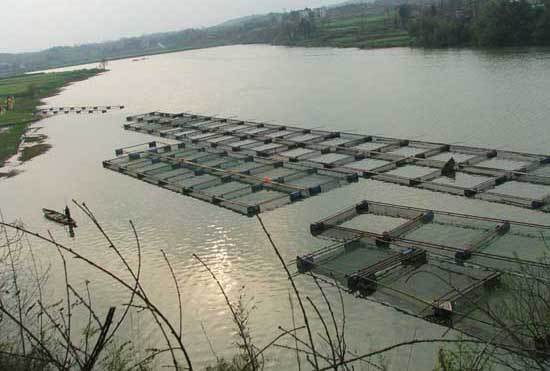 淡水魚(yú)類(lèi)的養殖方式