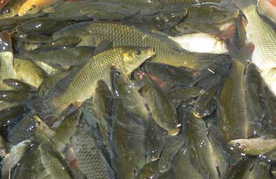 養魚(yú)技術(shù)