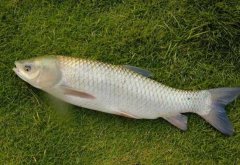 草魚(yú)魚(yú)種高產(chǎn)經(jīng)驗舉例