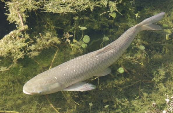 草魚(yú)養殖方法