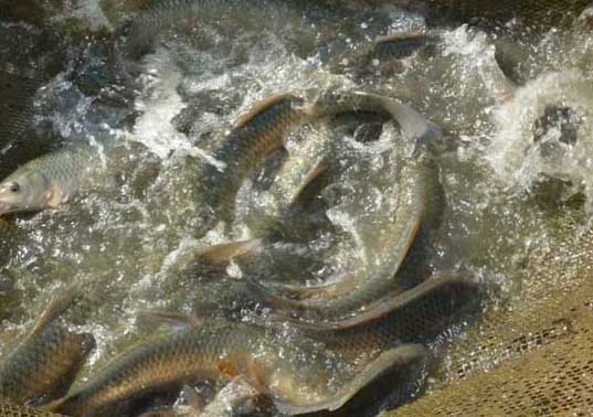 草魚(yú)養殖方法