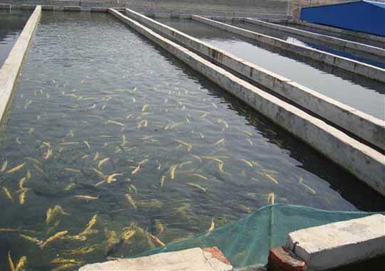 草魚(yú)養殖方法