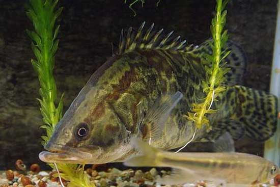鱖魚(yú)生活習性