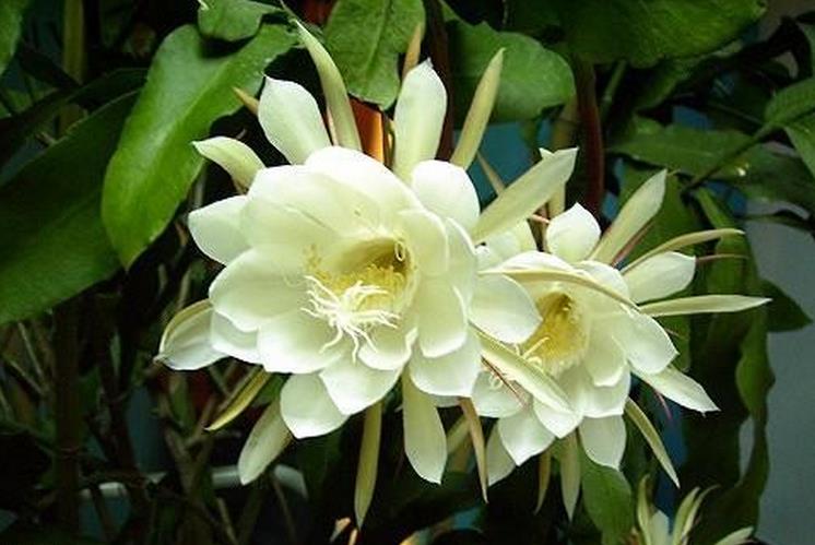 曇花養殖方法