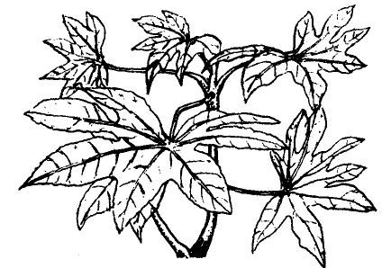 八角金盤(pán)養殖方法