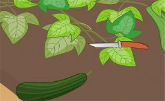 早春西葫蘆如何栽培？早春西葫蘆種植技術(shù)要點(diǎn)