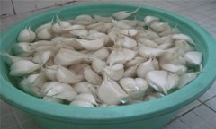 大蒜如何播種？大蒜種植技術(shù)與田間管理方法