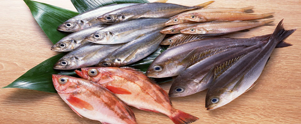 鰱魚(yú)的做法 鰱魚(yú)的營(yíng)養價(jià)值