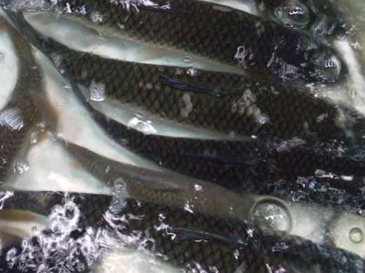 草魚(yú)養殖