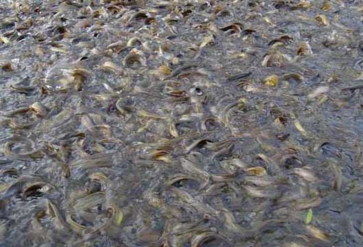 魚(yú)養殖技術(shù)