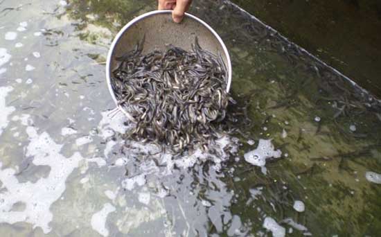 草魚(yú)飼養管理技術(shù)