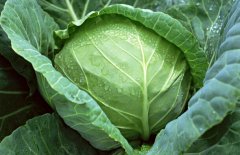 卷心菜的營(yíng)養價(jià)值 怎么正確食用卷心菜
