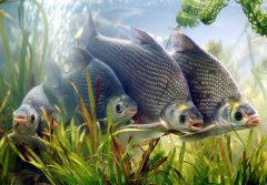 池塘主養鳊魚(yú)產(chǎn)出分析