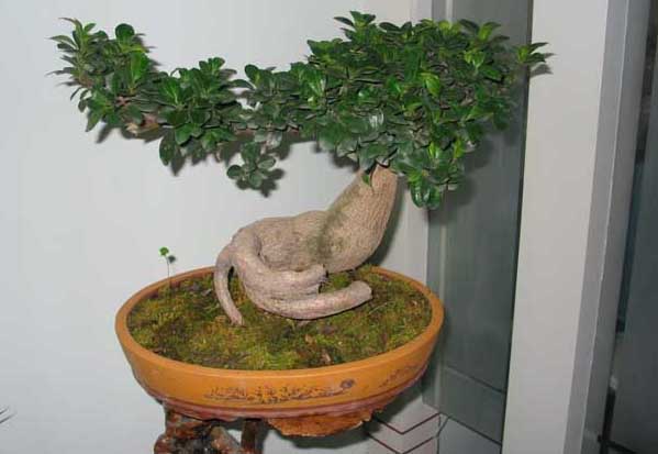 榕樹(shù)養殖方法