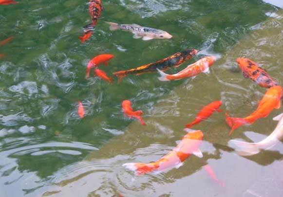 觀(guān)賞魚(yú)飼養方法