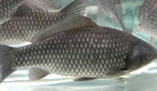 鯽魚(yú)的養殖密度、品種搭配、飼料選擇