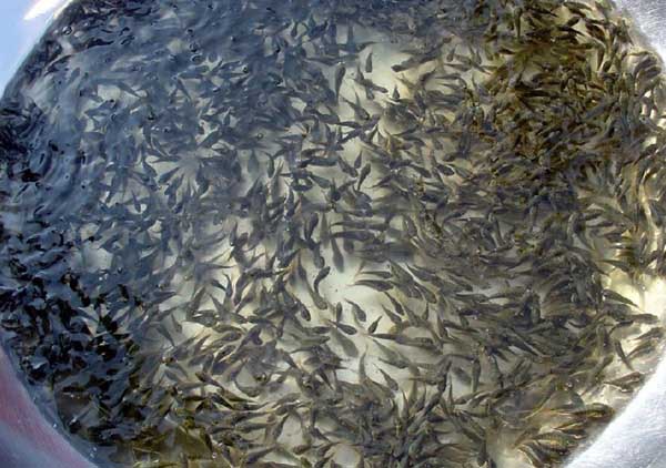 草魚(yú)養殖