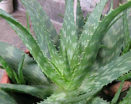 蘆薈養殖方法