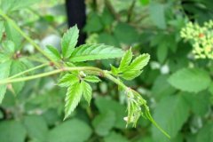 絞股藍的功效和作用 絞股藍的藥用價(jià)值