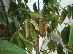 平安樹(shù)葉子下垂及干枯該怎么辦？