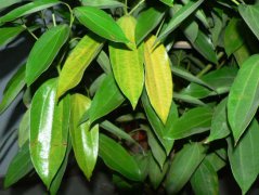 平安樹(shù)葉子發(fā)黃是怎么回事？
