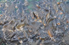 池塘魚(yú)類(lèi)安全越冬方面行之有效的經(jīng)驗和措施