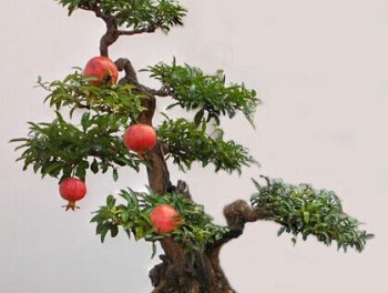 花卉養殖方法