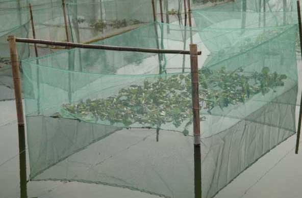 黃鱔養殖方法