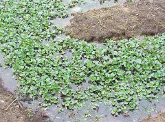 水溫、ph值對鱔魚(yú)養殖的影響