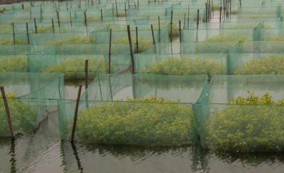 黃鱔水泥池養殖與網(wǎng)箱養殖
