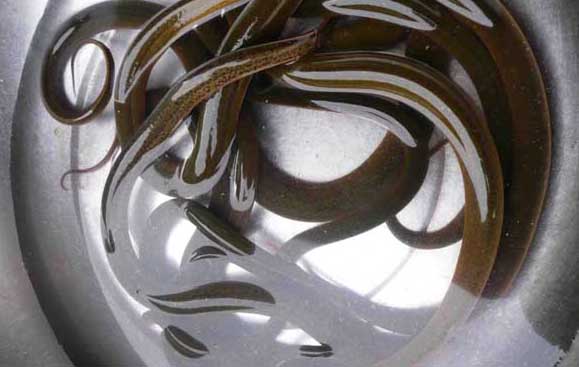 黃鱔養殖技術(shù)