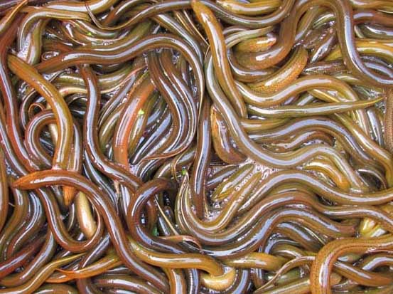 黃鱔秋冬優(yōu)化飼養管理