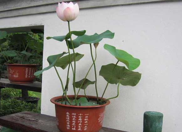 花卉的養殖方法