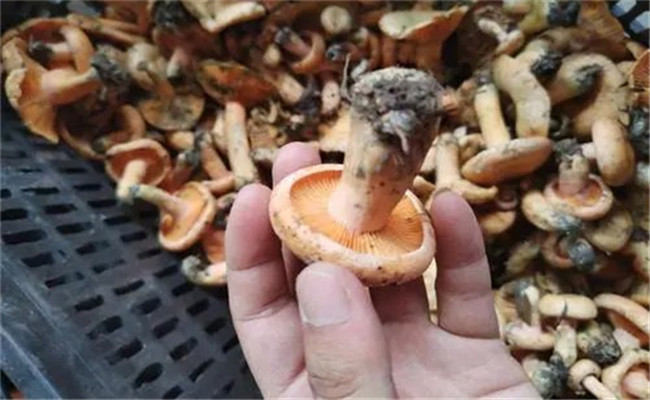 白蔥牛肝菌的生長(cháng)環(huán)境