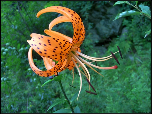 花卉怎么養