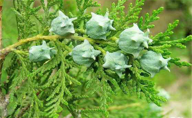 香柏樹(shù)的生態(tài)習性