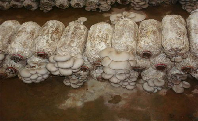 菌瞞的預防技術(shù)要點(diǎn)