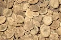 馬錢(qián)子圖片 馬錢(qián)子的功效與作用