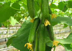 青瓜的營(yíng)養價(jià)值和吃青瓜的好處