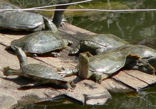 甲魚(yú)養殖場(chǎng)地的選擇