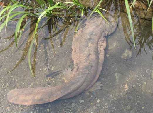 娃娃魚(yú)養殖十五條核心方法