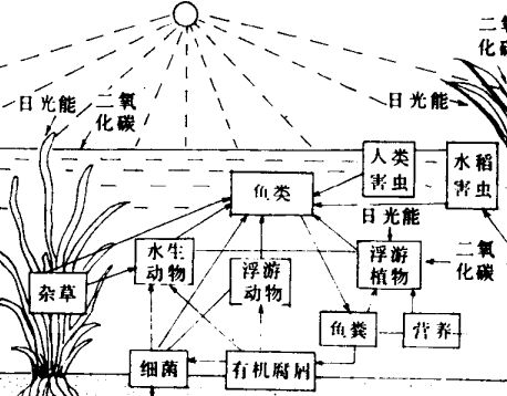如何養魚(yú)