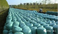 青貯飼料的調制方法、技術(shù)要點(diǎn)與注意事項